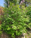 Josikaea_20240501_MLD_MLD