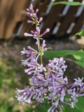 Josikaea_20240501_MLD_MLD_2