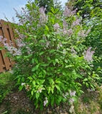 Josikaea_20240507_MLD_MLD_3