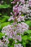 Josikaea_20240507_MLD_MLD_4