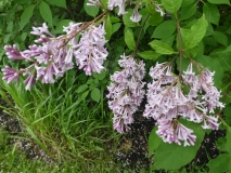 josikaea_201906_HA_MLD_1