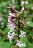 josikaea_20200518_MLD_MLD_2