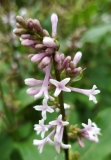 josikaea_20200518_MLD_MLD_3