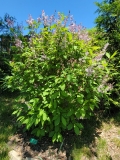josikaea_20220516_MLD