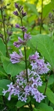 josikaea_20230509_MLD_MLD_2