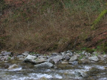 josikaea_CH_1