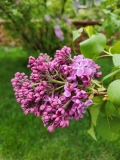 Jubilee_202404_CS_1
