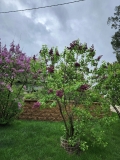 Jubilee_202404_CS_2