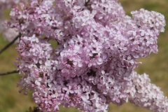 Jugendstila_Romance_2024_Dobele
