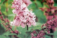 Julia (henryi)