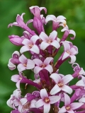 Julia_20210528_MLD_MLD_2