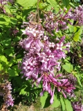 Julia_20220524_MLD