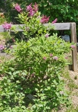 Julia_20230517_MLD_MLD