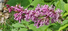 Julia_20240507_MLD_MLD