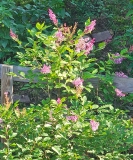 Julia_20240516_MLD_MLD