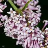 Julia_henryi_2019_LM_CF