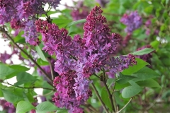 Jutrzenka_Pomorza_ZB_2