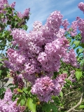 K._A._Timiryazev_20220513_HP_MLD_2