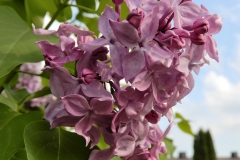 Karin (hyacinthiflora)
