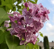 Karin_Estonia_IS