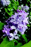Karin_Estonia_IS_2