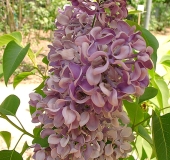 Karla_200204_DG_BB