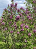 Kate_Sessions_20210511_HP_MLD_1