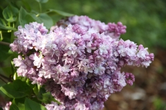 Katherine_Havemeyer_2012_Nancy_TP_1