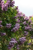 Katherine_Havemeyer_2012_Nancy_TP_3