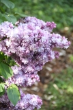 Katherine_Havemeyer_2012_Nancy_TP_6