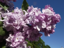 Katherine_Havemeyer_20180521_LMSU_MLD_1