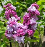 Katherine_Havemeyer_20210428_NYBG_MLD_1
