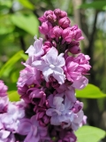 Katherine_Havemeyer_20210428_NYBG_MLD_2