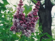 Katherine_Havemeyer_MF_FM_2