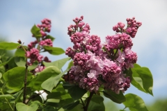 Katherine_Havemeyer_MSU_BG_TP_1