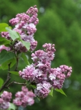 Katherine_Havemeyer_MSU_BG_TP_2