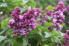 Katherine_Havemeyer_MSU_BG_TP_3