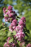 Katherine_Havemeyer_MSU_BG_TP_4