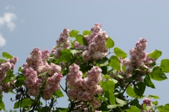 Katherine_Havemeyer_MSU_BG_TP_5