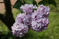 Katherine_Havemeyer_MSU_BG_TP_6