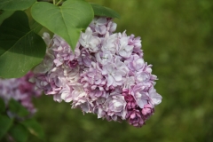 Katherine_Havemeyer_MSU_BG_TP_7