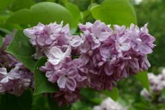 Katherine_Havemeyer_MSU_BG_TP_9