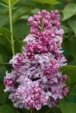 Katherine_Havemeyer_TP_2