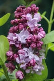 Katherine_Havemeyer_TRD_TP_11