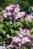 Katherine_Havemeyer_TRD_TP_13