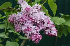 Katherine_Havemeyer_TRD_TP_15