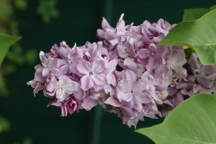 Katherine_Havemeyer_TRD_TP_8