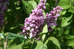 Katherine_Havermeyer_Estonia_AM