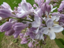 Kathy_Turner_20180510_HP_MLD_3