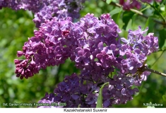 Kazakhstanskii_Suvenir_2019_AK_SB_2